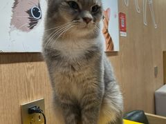 -MOCHA明星猫咖(田子坊店)
