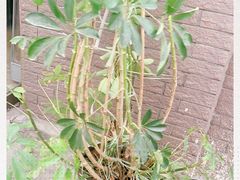 -中环花鸟鱼虫市场