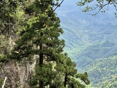 -天目山大树王景区