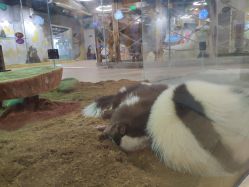 -七巧国萌宠乐园(龙湖天街店)