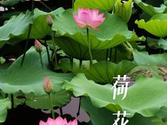 -荔湾湖公园