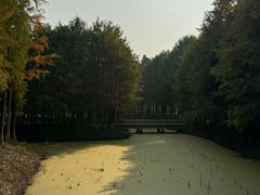 -九科绿洲