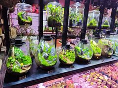 -朝来春花卉市场