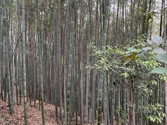 -上海佘山国家森林公园天马山园