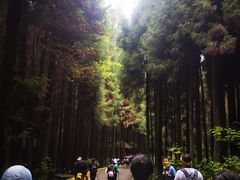 -武陵山森林公园