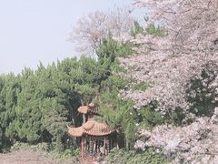 -嘉定紫藤园
