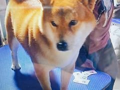 -中环花鸟鱼虫市场