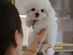 -翊宠yipet猫狗购宠庄园犬舍•猫舍