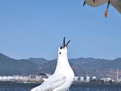 -海埂大坝