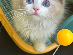 -momokira米努特·德文卷毛猫·棉花面纱犬