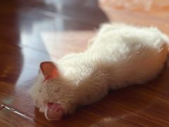 -喵百万·布偶·蓝金金渐层英短·猫舍(百子湾店)
