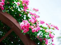 -上海滨江森林公园