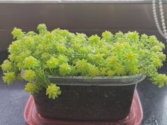 -真牛坊潮汕牛肉火锅