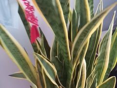 -成桂西餐厅·42年的味道(五大道疙瘩楼店)