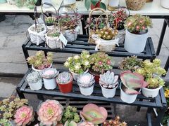 -循礼门鲜花花市(武汉循礼门店)