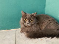 -飞行喵MR PILOT|猫舍·猫咖(静安大融城店)