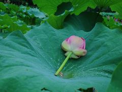 -陈家山荷花公园