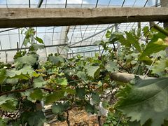 -马陆小张葡萄园农家乐