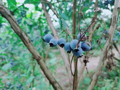 -金谷域澳洲庄园