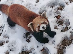 -石家庄市动物园