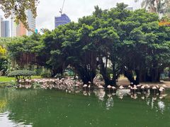 -九龙公园