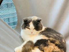 -米宠家·撸猫猫咖小萌宠·猫咪洗澡·猫咪寄养(高新大都荟店)