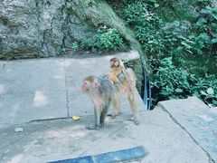 -黔灵山公园