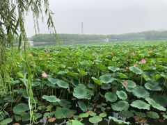 -大兴滨河森林公园