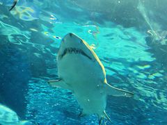 -上海海洋水族馆