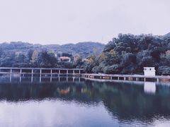 -银湖山郊野公园-相思林