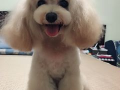 -汪小喵宠物·戴维斯乐芳希施宠馨宝皮毛调理洗护店