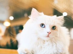 -瞄一喵猫咖(格力海岸店)