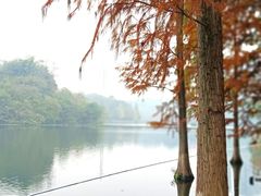 -重庆彩云湖湿地公园