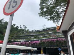 -深圳仙湖植物园-停车场