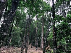 -梧桐山风景名胜区