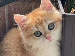 -东方名猫馆·英短金渐层布偶猫舍(环线广场1号楼店)