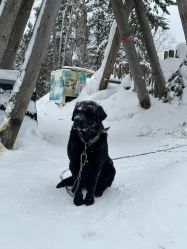 -大秃顶子山(雪谷店)