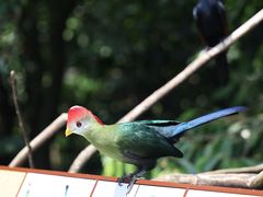 -新加坡飞禽公园