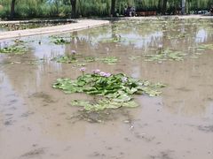 -白洋淀景区