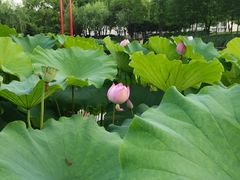 -陈家山荷花公园