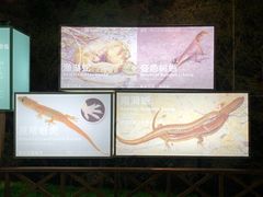 -华侨城湿地公园