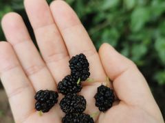 -桂花寨(北碚二店)