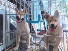 -瑞派·关忠动物医院·异宠专科·犬猫肿瘤·皮肤专科(望京店)