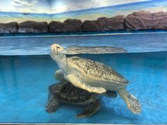 -芜湖新华联大白鲸海洋公园