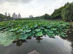 -前关湿地公园