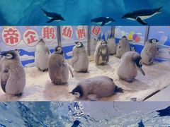 -珠海长隆海洋王国