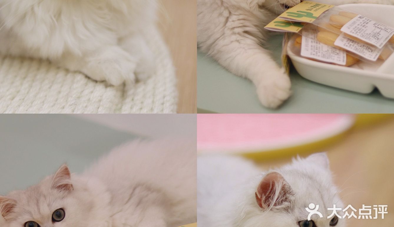 猫咖探店，和猫咪一起分享下午茶。