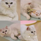 猫咖探店，和猫咪一起分享下午茶。
