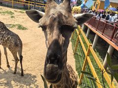 -西霞口神雕山野生动物世界