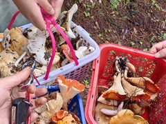 -云朵小院·石锅鱼·野生菌餐厅(蒗放店)